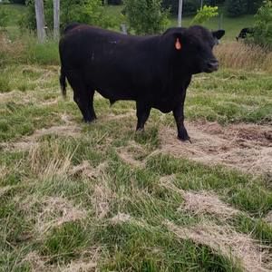 Meet your Posher, Tim